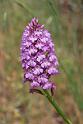 anacamptis pyramidalis 